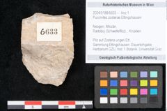 Foto (Objekt + Etikett) von Puccinites zosterae Ettingshausen (NHMW-GEO-2024-0188-6633)